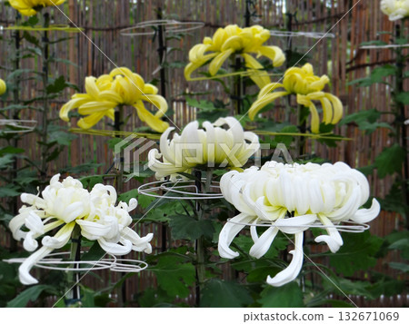 Large yellow and white chrysanthemums exhibited at the chrysanthemum exhibition 132671069