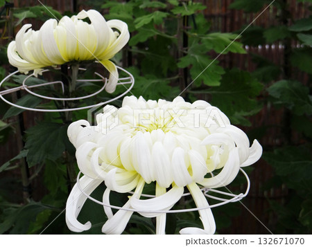 盛開的白色菊花 盛開的白色菊花 132671070