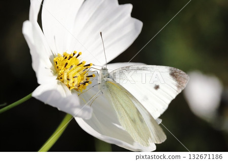 A cabbage white butterfly sucking nectar from a white cosmos flower blooming in an autumn field A cabbage white butterfly sucking nectar from a white cosmos flower blooming in an autumn field 132671186