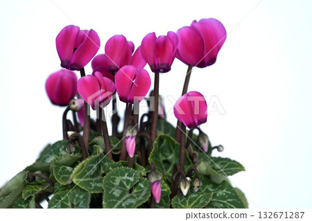 Elegant red cyclamen (photo by Fix) 132671287