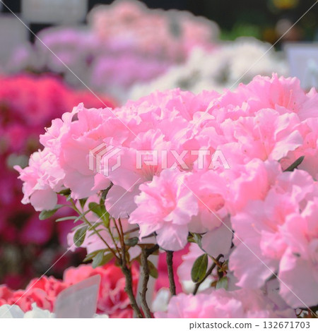 明亮的粉紅色杜鵑花 132671703