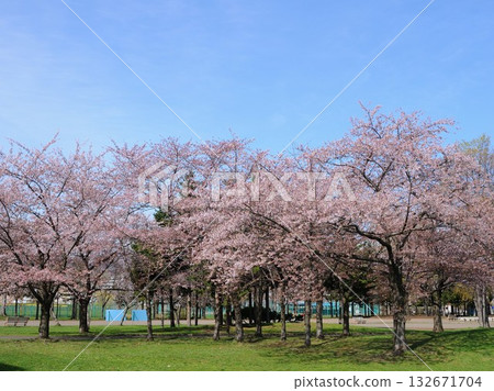 櫻花盛開 櫻花盛開 132671704