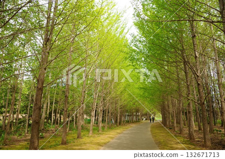 Ginkgo trees lined with fresh greenery Ginkgo trees lined with fresh greenery 132671713