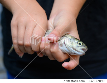 Rainbow trout Rainbow trout 132672090