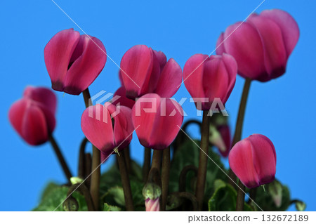 Bright red cyclamen (fix photo) Bright red cyclamen (fix photo) 132672189