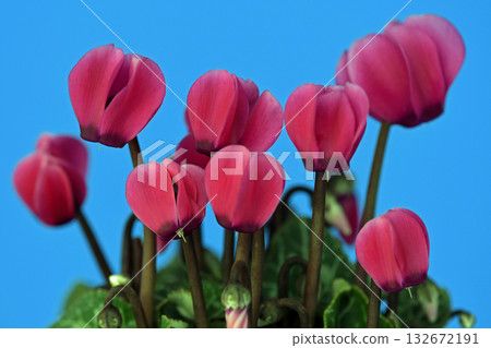 Bright red cyclamen (fix photo) Bright red cyclamen (fix photo) 132672191