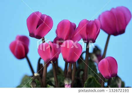 Bright red cyclamen (fix photo) Bright red cyclamen (fix photo) 132672193