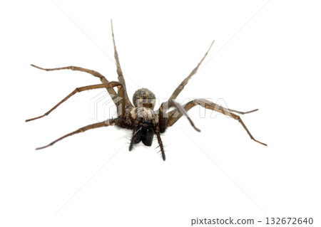 A large UK house spider on a white background A large UK house spider on a white background 132672640
