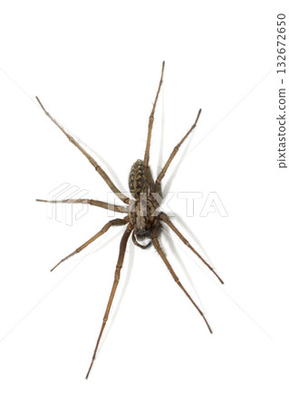 A large UK house spider on a white background 132672650