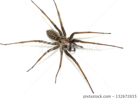 A large UK house spider on a white background 132672655