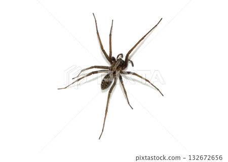 A large UK house spider on a white background A large UK house spider on a white background 132672656