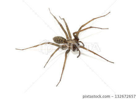 A large UK house spider on a white background A large UK house spider on a white background 132672657