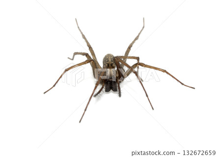 A large UK house spider on a white background A large UK house spider on a white background 132672659