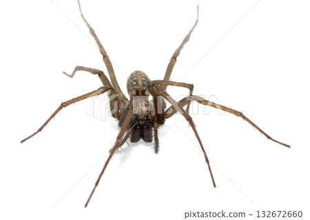 A large UK house spider on a white background A large UK house spider on a white background 132672660