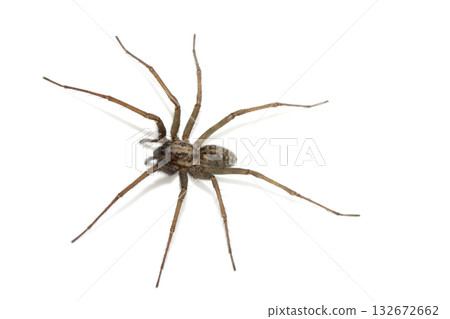 A large UK house spider on a white background 132672662