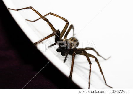 A large UK house spider on a white background A large UK house spider on a white background 132672663