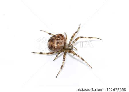 Large UK garden Spider on a White Background Large UK garden Spider on a White Background 132672668