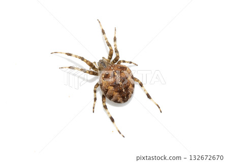 Large UK garden Spider on a White Background 132672670