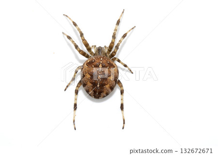 Large UK garden Spider on a White Background Large UK garden Spider on a White Background 132672671