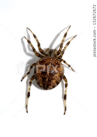 Large UK garden Spider on a White Background Large UK garden Spider on a White Background 132672672