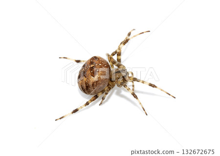 Large UK garden Spider on a White Background Large UK garden Spider on a White Background 132672675