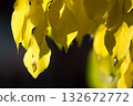 Close up of a green leaf on a plum tree in the garden. 132672772