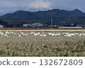 Oyama and the tundra swan 132672809