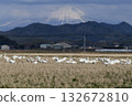 Oyama and the tundra swan 132672810