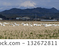 Oyama and the tundra swan 132672811