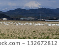 Oyama and the tundra swan 132672812
