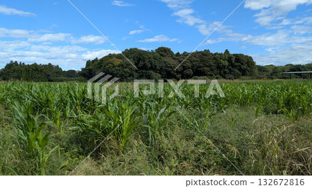 Woods Countryside 132672816