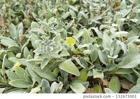 Stachys byzantina leaves. Natural lush plants for ornamental and landscaping park and garden design. Stachys byzantina leaves. Natural lush plants for ornamental and landscaping park and garden design. 132673001