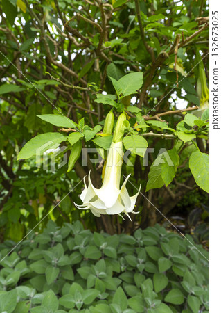 Angel's trumpet (Brugmansia) white flowers in the garden. 132673025
