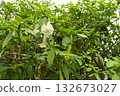 Angel's trumpet (Brugmansia) white flowers in the garden. 132673027