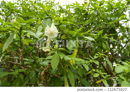 Angel's trumpet (Brugmansia) white flowers in the garden. Angel's trumpet (Brugmansia) white flowers in the garden. 132673027