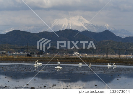 Oyama and the tundra swan Oyama and the tundra swan 132673044