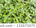 Indian borage (plectranthus amboinicus (Lour.) Spreng. Herb in a garden. 132673075