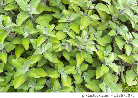 Indian borage (plectranthus amboinicus (Lour.) Spreng. Herb in a garden. 132673075