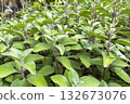 Indian borage (plectranthus amboinicus (Lour.) Spreng. Herb in a garden. 132673076