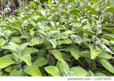 Indian borage (plectranthus amboinicus (Lour.) Spreng. Herb in a garden. 132673076