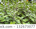 Indian borage (plectranthus amboinicus (Lour.) Spreng. Herb in a garden. 132673077