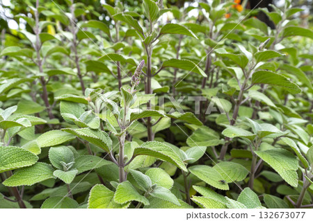 Indian borage (plectranthus amboinicus (Lour.) Spreng. Herb in a garden. Indian borage (plectranthus amboinicus (Lour.) Spreng. Herb in a garden. 132673077