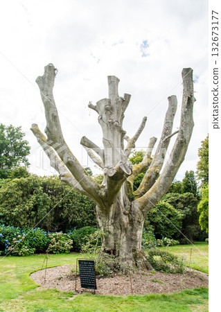 A bare tree with its branches cut off in Nyman Park, a suburb of London 132673177