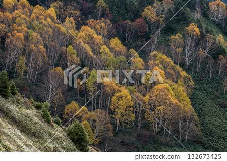 志賀高原的白樺樹與秋景 132673425