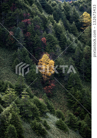 Yellow-colored trees in the deep green Yellow-colored trees in the deep green 132673433