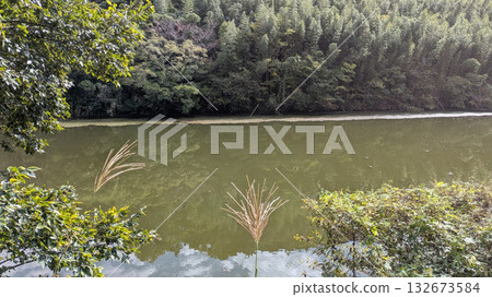 River and bamboo forest River and bamboo forest 132673584