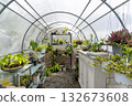 Decorative pot-plants and blooming flowers cultivated in greenhouse on sunny day. Exotic plants grow in pots hanging on wires in large nursery garden with protective film roof. 132673608