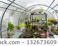 Decorative pot-plants and blooming flowers cultivated in greenhouse on sunny day. Exotic plants grow in pots hanging on wires in large nursery garden with protective film roof. 132673609