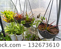 Decorative pot-plants and blooming flowers cultivated in greenhouse on sunny day. Exotic plants grow in pots hanging on wires in large nursery garden with protective film roof. 132673610