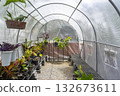 Decorative pot-plants and blooming flowers cultivated in greenhouse on sunny day. Exotic plants grow in pots hanging on wires in large nursery garden with protective film roof. 132673611